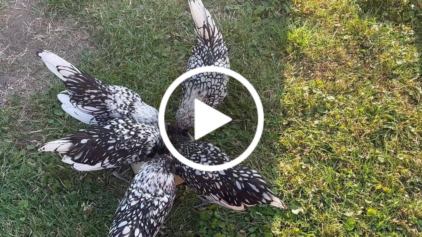 Customer video review of Hühnerfutter | VetCare Legemehl – hochwertiges Alleinfutter für Legehennen ohne Gentechnik | direkt vom Tierarzt