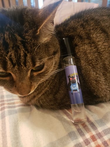 Reviewer's 10ml Perfume Spray resting against a brown tabby cat on a patterned blanket