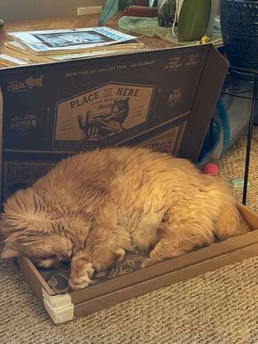 Customer's fluffy orange cat sleeping on the Mediterranean Tile Cat Scratching Board, nestled inside its open box.