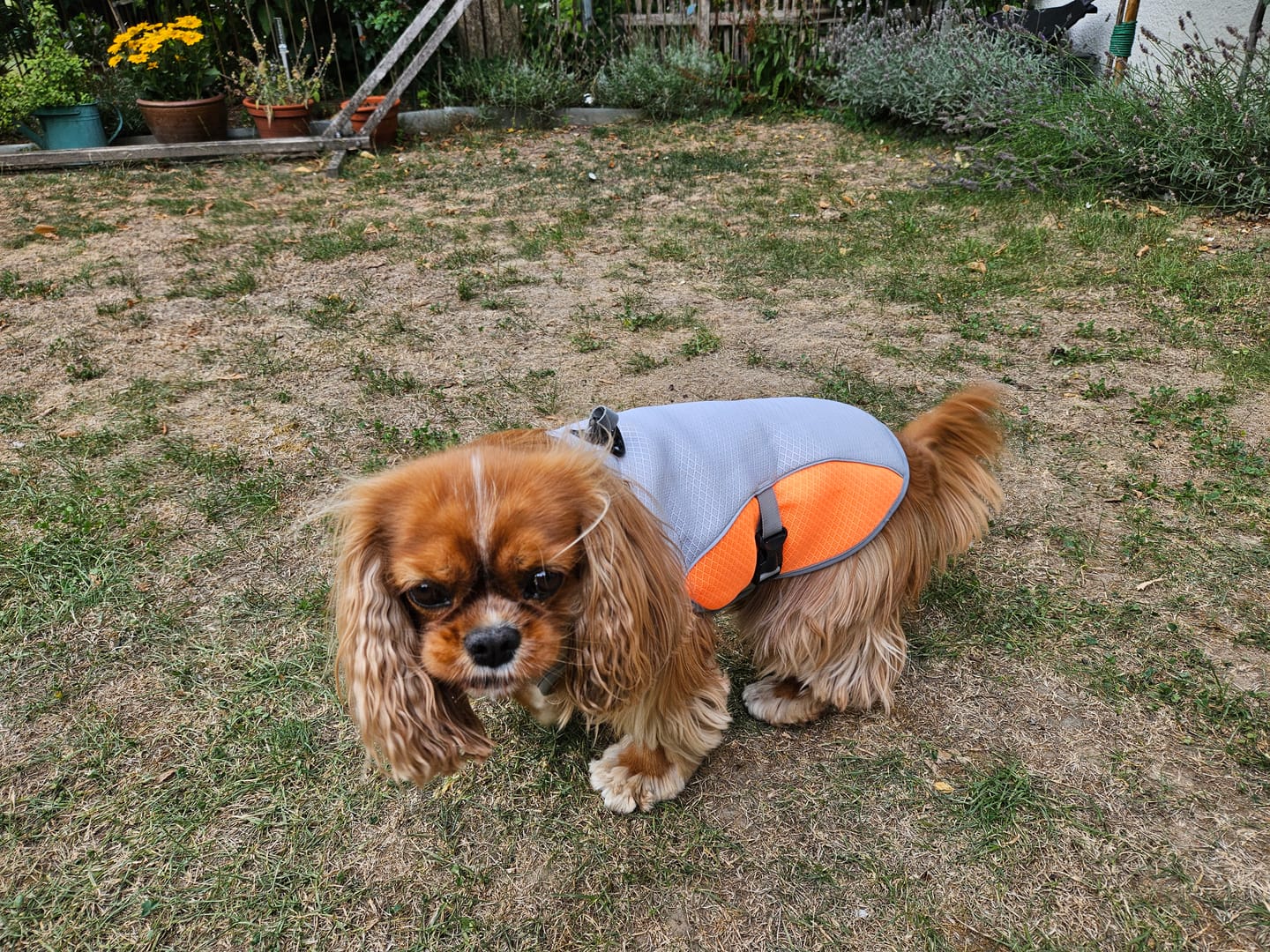 Customer photo review of TruePet Kühlweste Pro™ | Kühlweste & Geschirr in einem | Verdunstungskühlung · Reflektierend · Verstellbar | S–XXXL