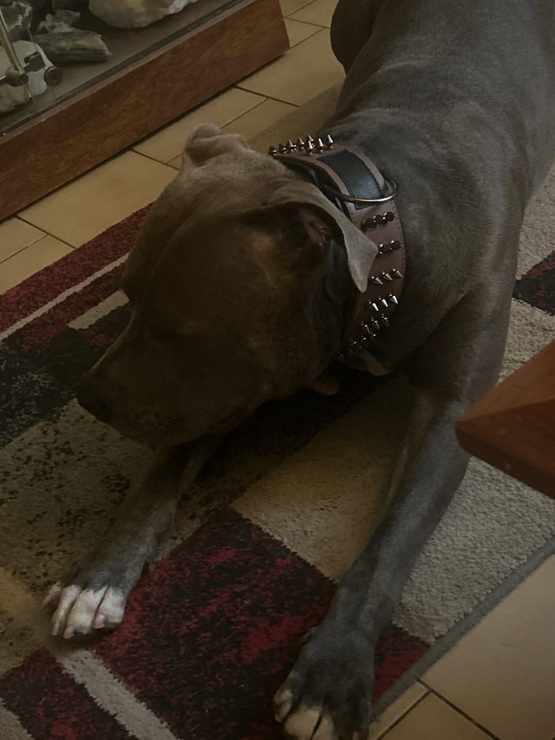 Customer photo review of Collier Anti Morsure - DuraCuir : Rustique et Sophistiqué