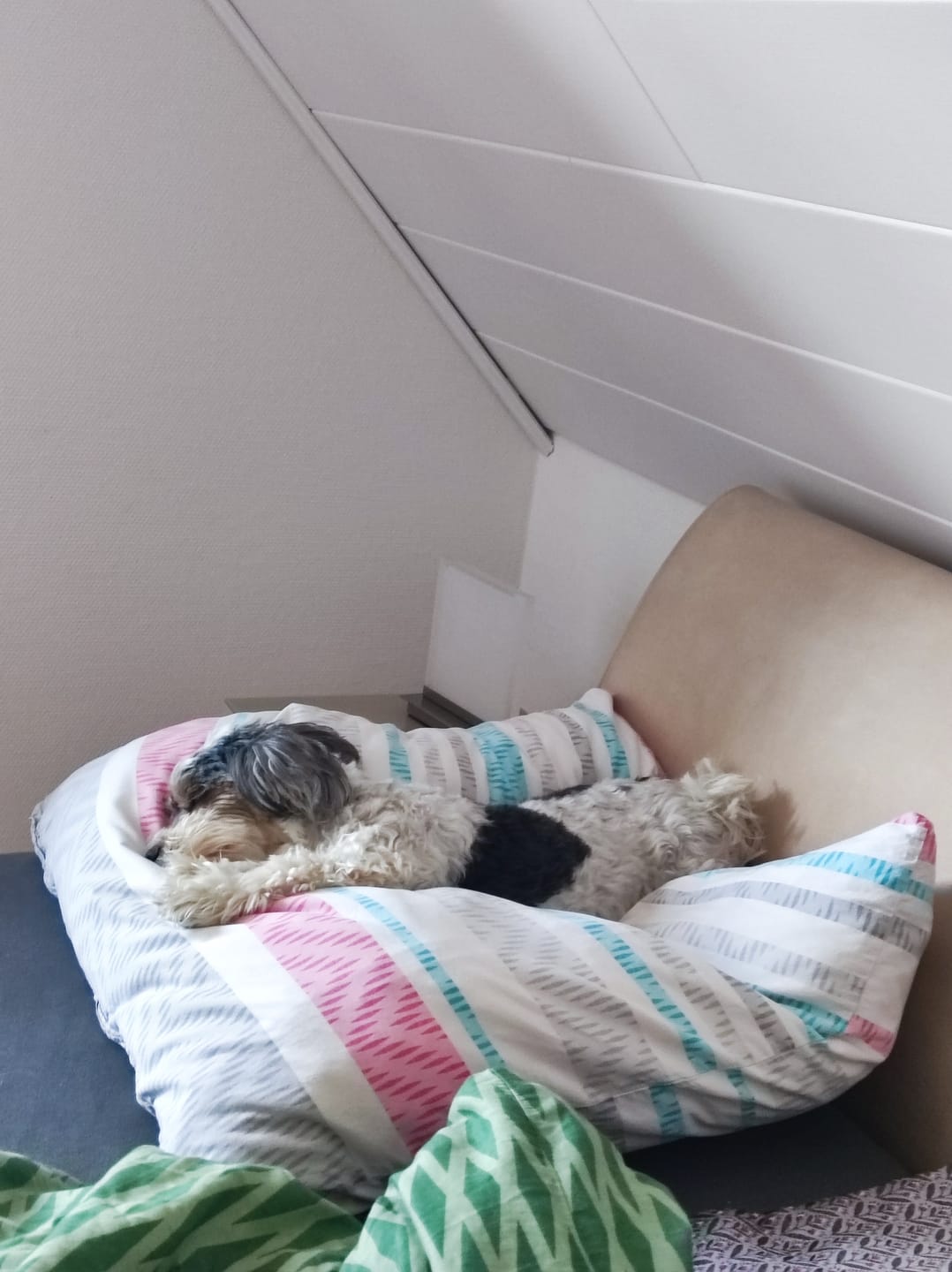 Customer photo review of Wurmtest Pro Hund