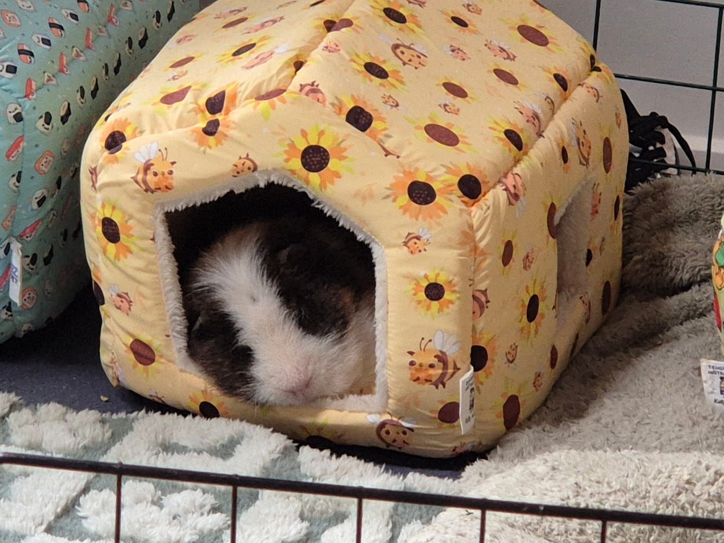 Customer photo review of Ozzy Pets Cosy Cottage – Fleece Bed & Hideout for Guinea Pigs