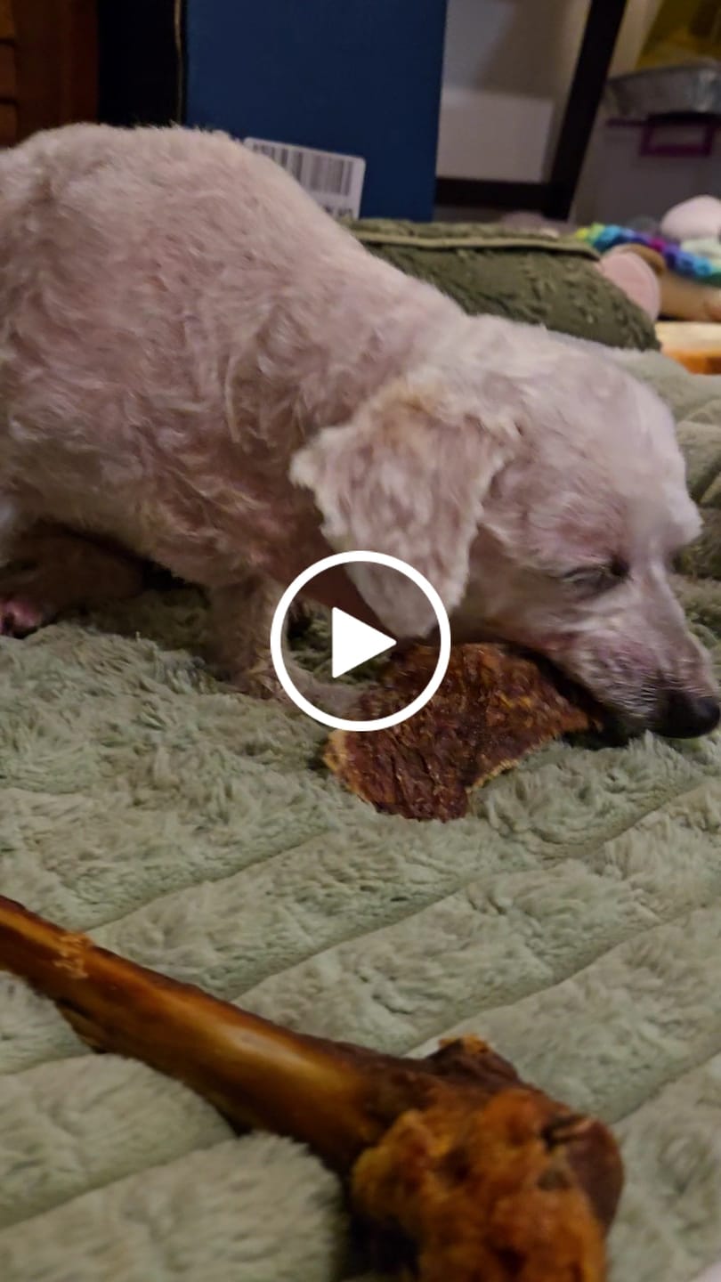 Customer video review of Chewy Ostrich Gizzard Strips: The Protein & Omega-3 Rich, Natural Dog Chew Treat