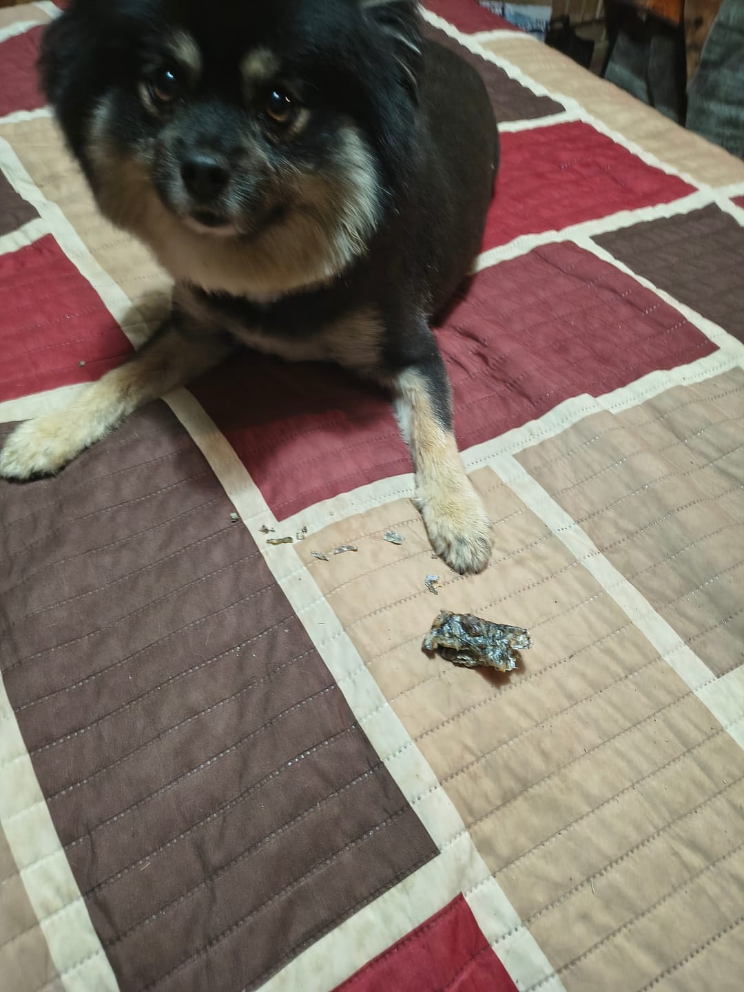 Customer photo review of K9 Soothe™