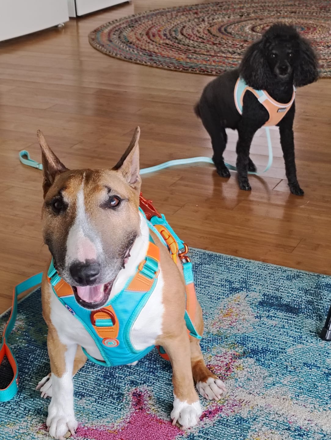 Customer photo review of Anti Pull Hurricane Harness Lighter | With Handle - Turquoise X Orange
