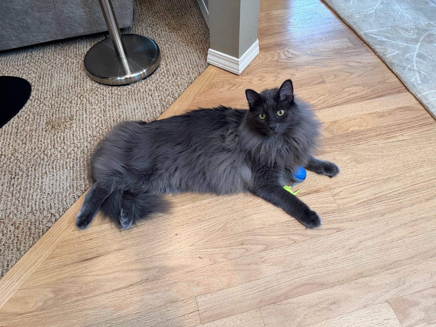 Customer photo review of SPEEDY TAIL 2.0