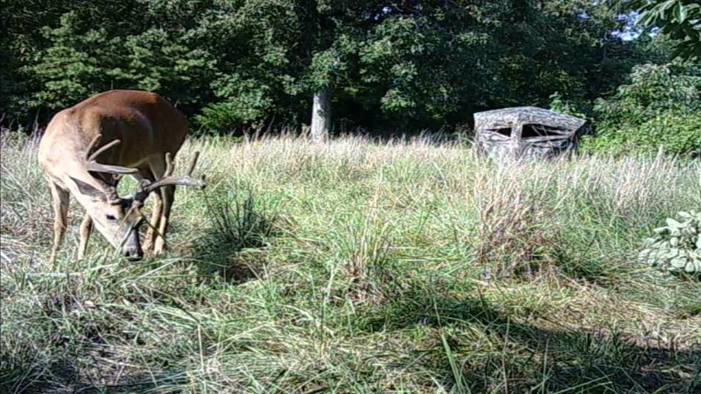 Customer photo review of VisX/VisMax See Through Hunting Blind, Pop Up Ground Deer Blind