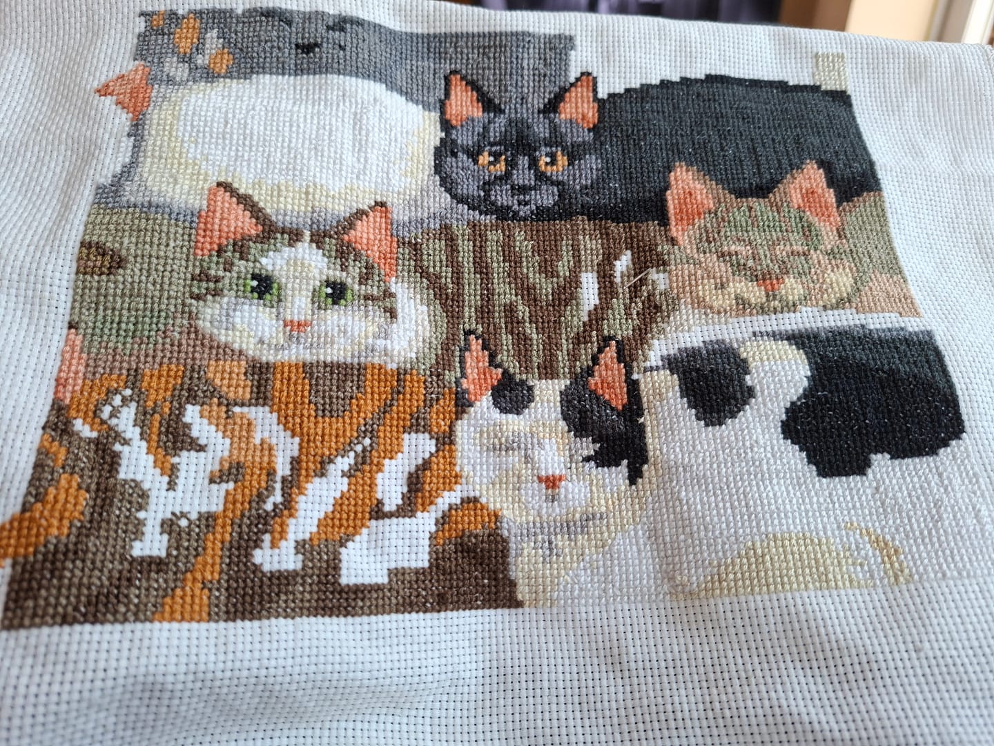 Customer photo review of Cats