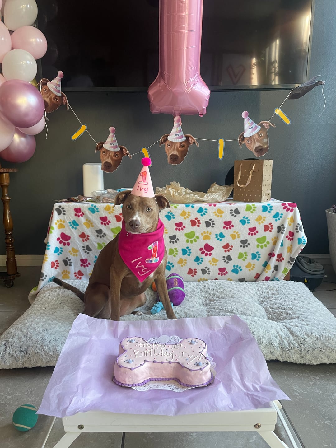 Customer photo review of Standard Personalized Dog Party Pack