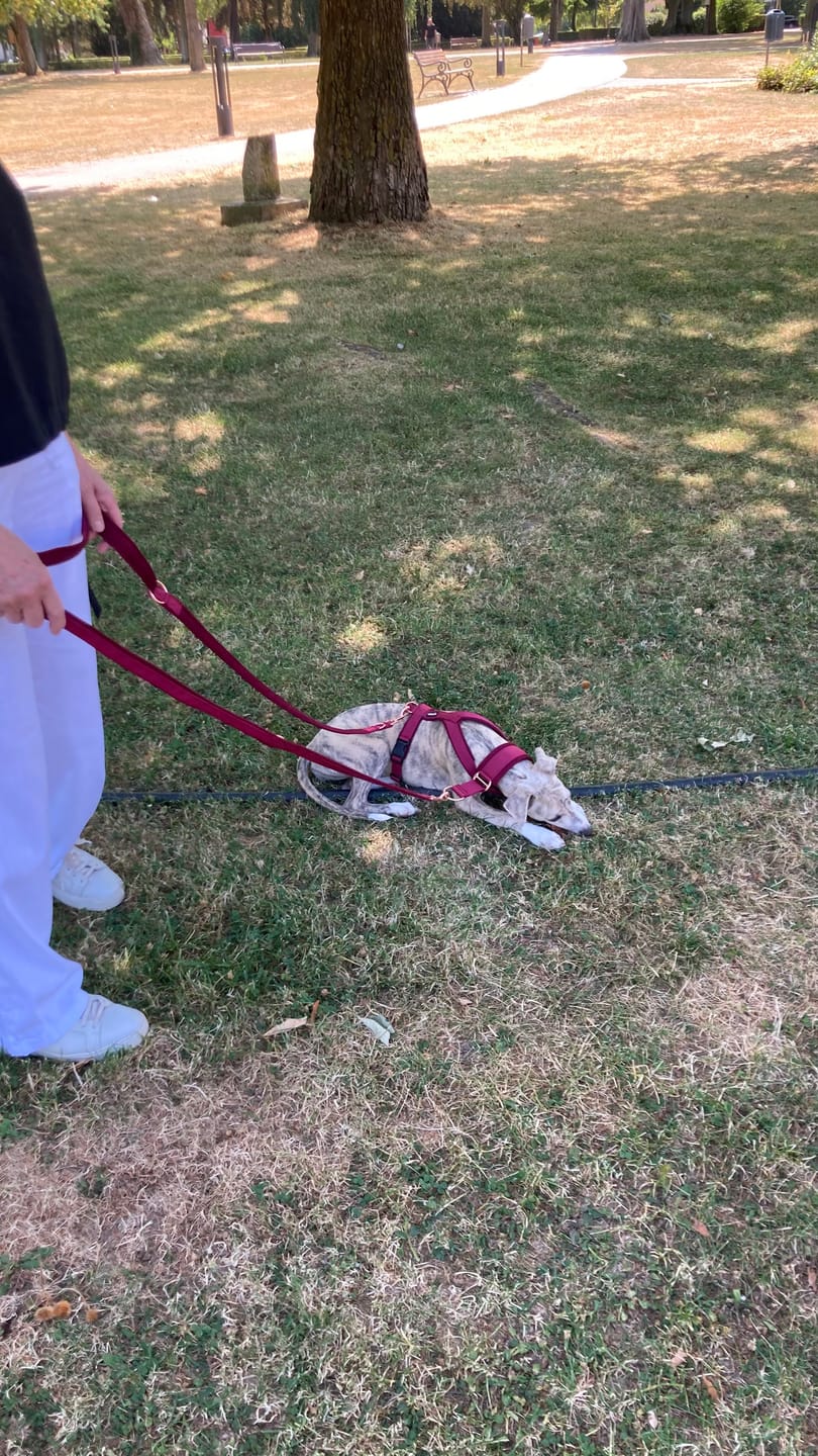 Customer photo review of Windhundgeschirr FUN Welpe/Windspiel "Bordeaux"