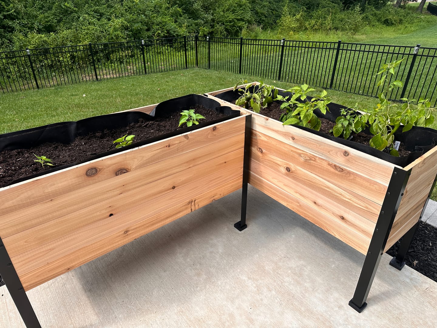 Customer photo review of 18″ x 48″ Deep Root Raised Garden Bed - 30″ TALL - Select Grade
