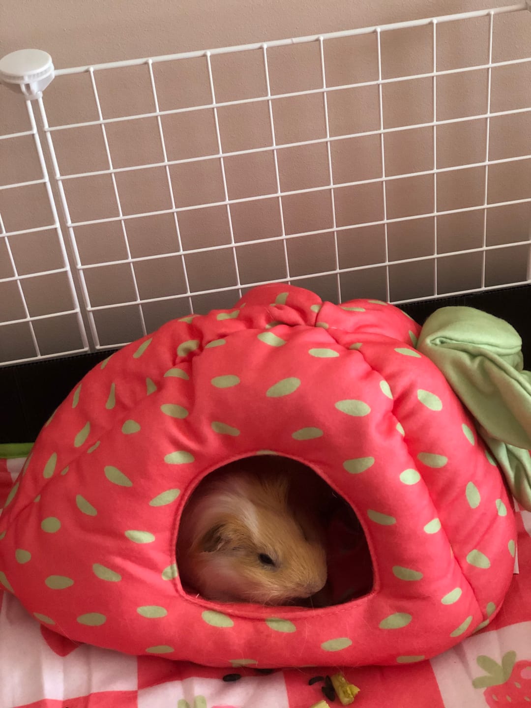 Customer photo review of Hide for guinea pigs | Strawberry