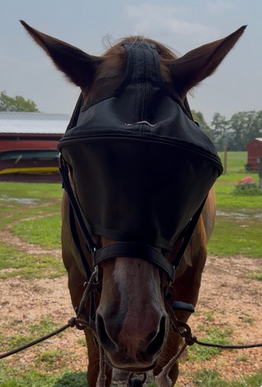 Customer photo review of Solar Vizor Fly Mask - Standard Style