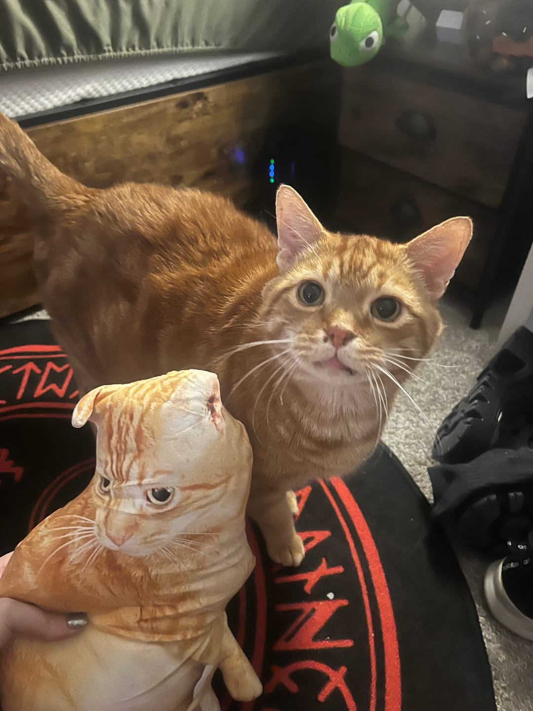Customer photo review of Custom Pet Pillow