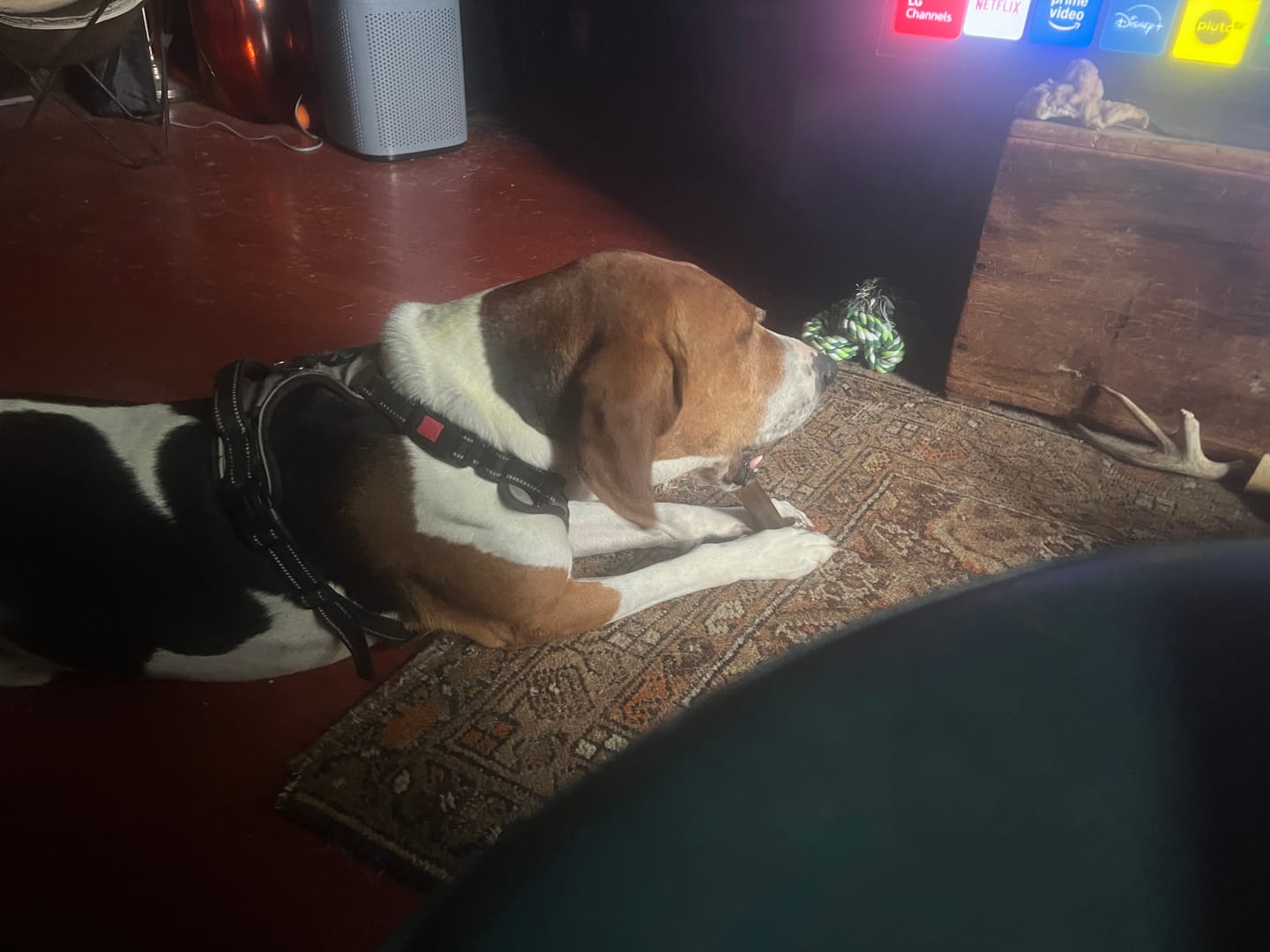 Customer photo review of Wholly Pup Gift Card