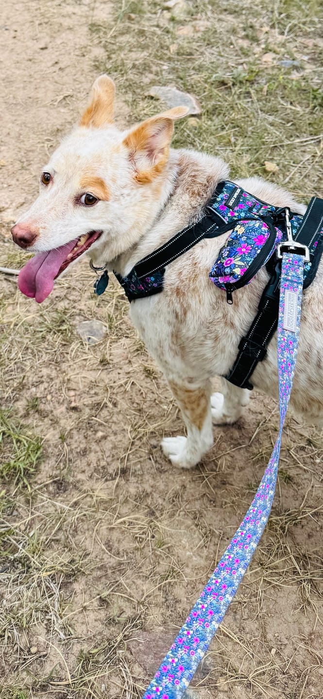 Customer photo review of Primrose Complete Walking Set - Collar+Leash+Bag Holder