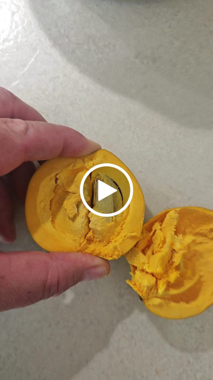 Customer video review of Eggfruit (Canistel)