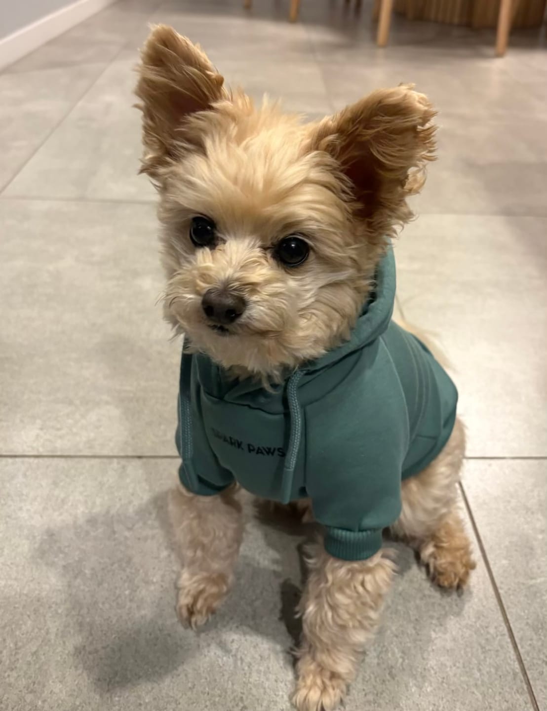 Customer photo review of Essential Dog Hoodie - Teal