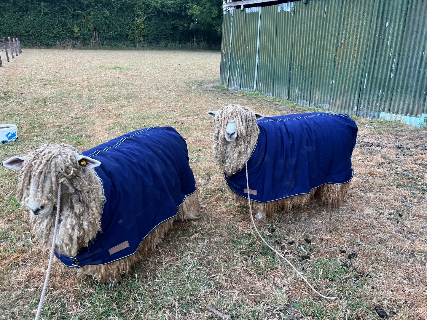 Customer photo review of Travel & Show Sheep Coat