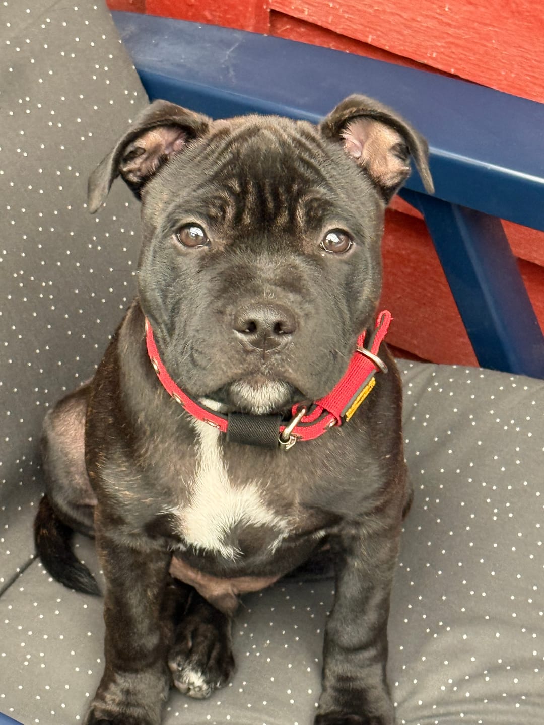 Customer photo review of Staffordshire Bull Terrier 1935® Puppy Collar & Leash Set - Red