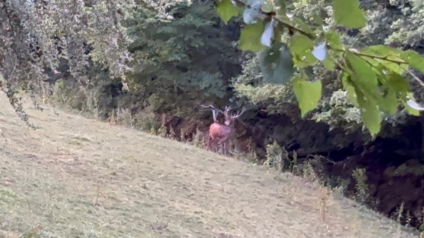 Customer photo review of Salzspray Apfel - Lockmittel Rehwild, Schwarzwild, Rotwild und Damwild