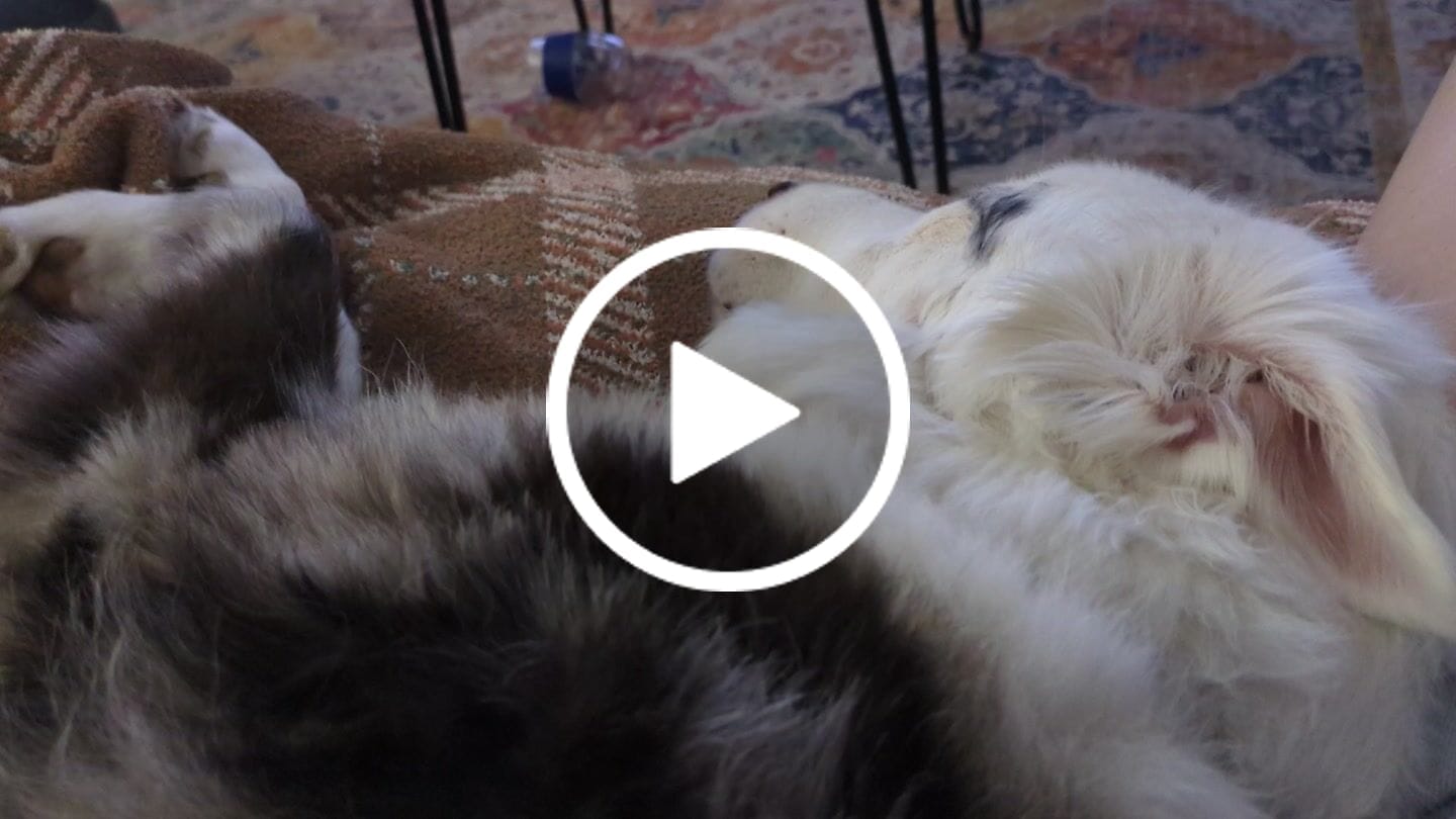 Customer video review of KING KALM 600mg CBD with Copaiba, Krill Oil and DHA for Dogs & Cats
