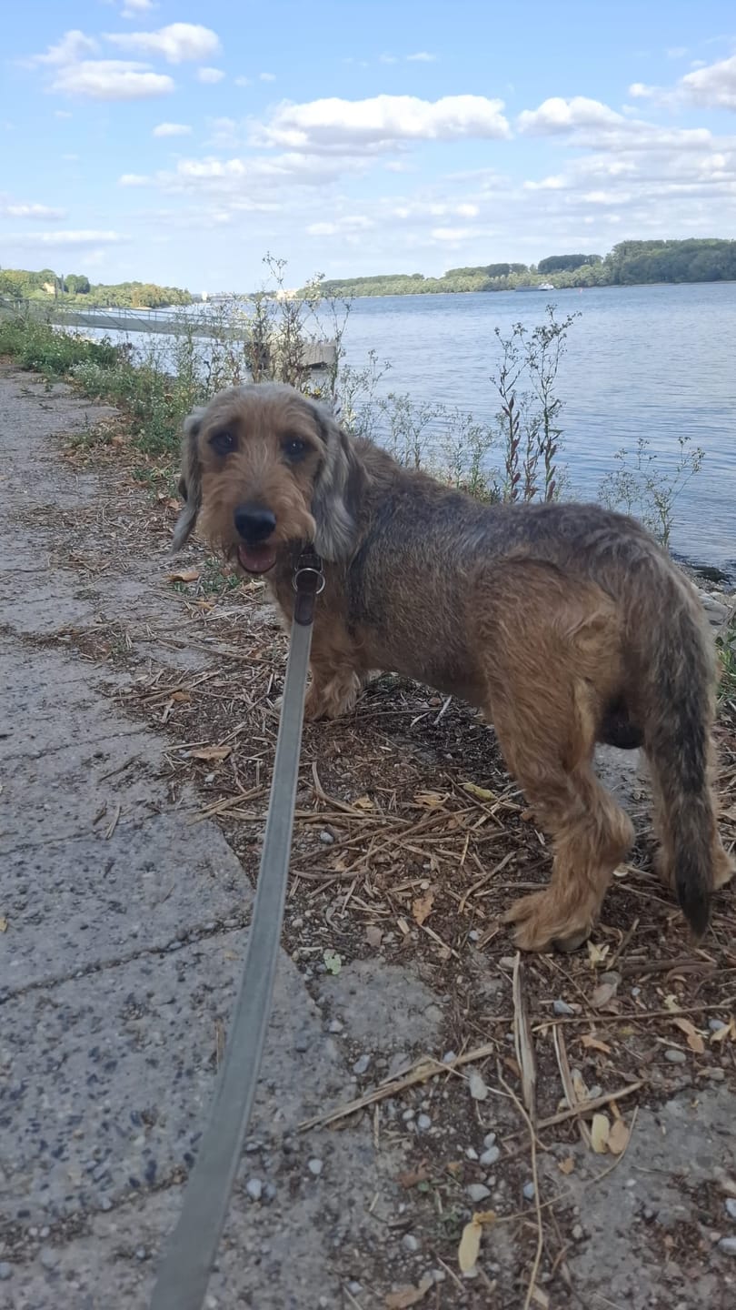 Customer photo review of Hundemarke mit Gravur, Name und Telefon personalisiert, rund, 25mm oder 30mm in verschiedenen Farben