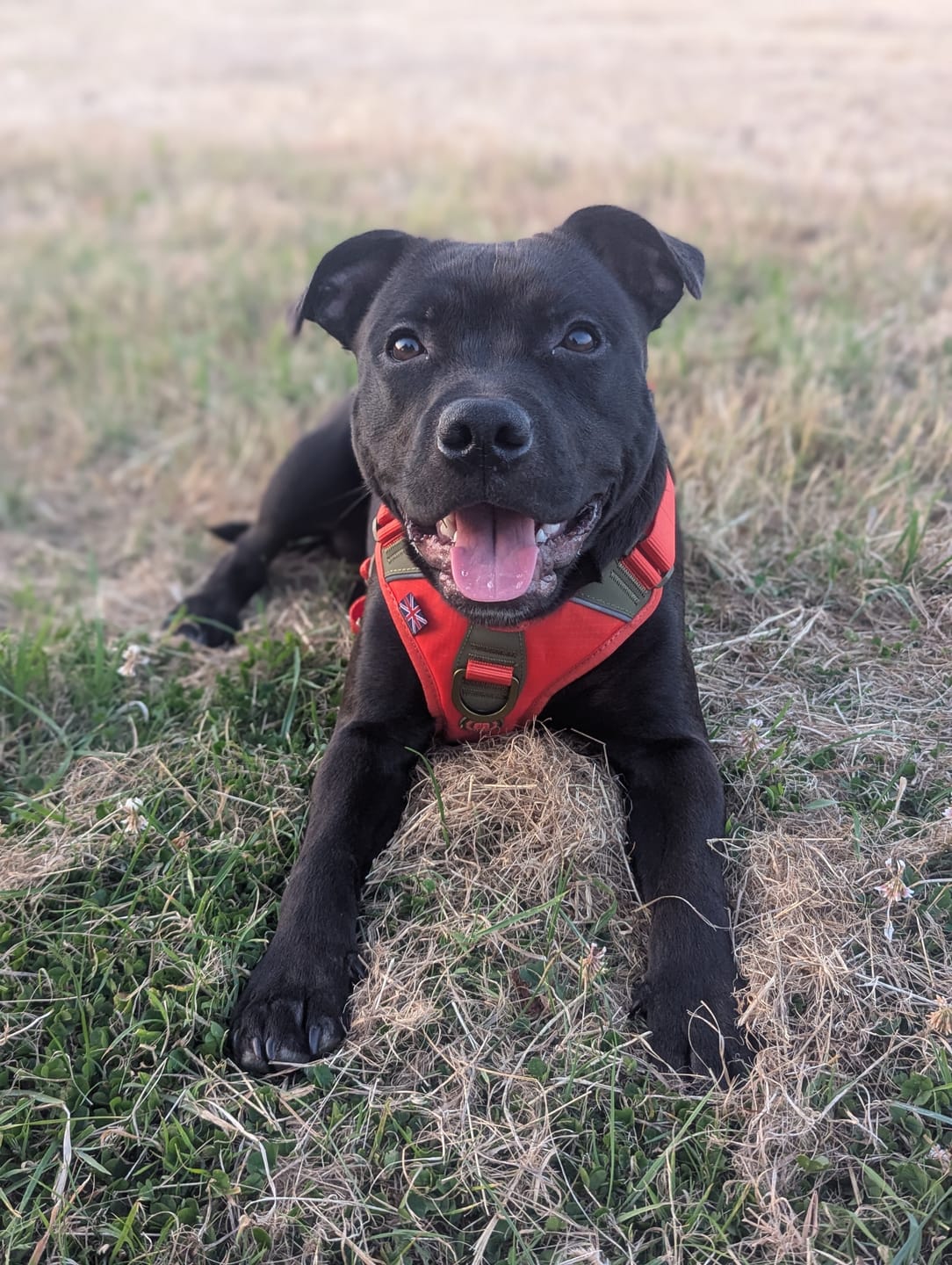 Customer photo review of Anti Pull Hurricane Harness Lighter | With Handle - Burnt Orange X Khaki