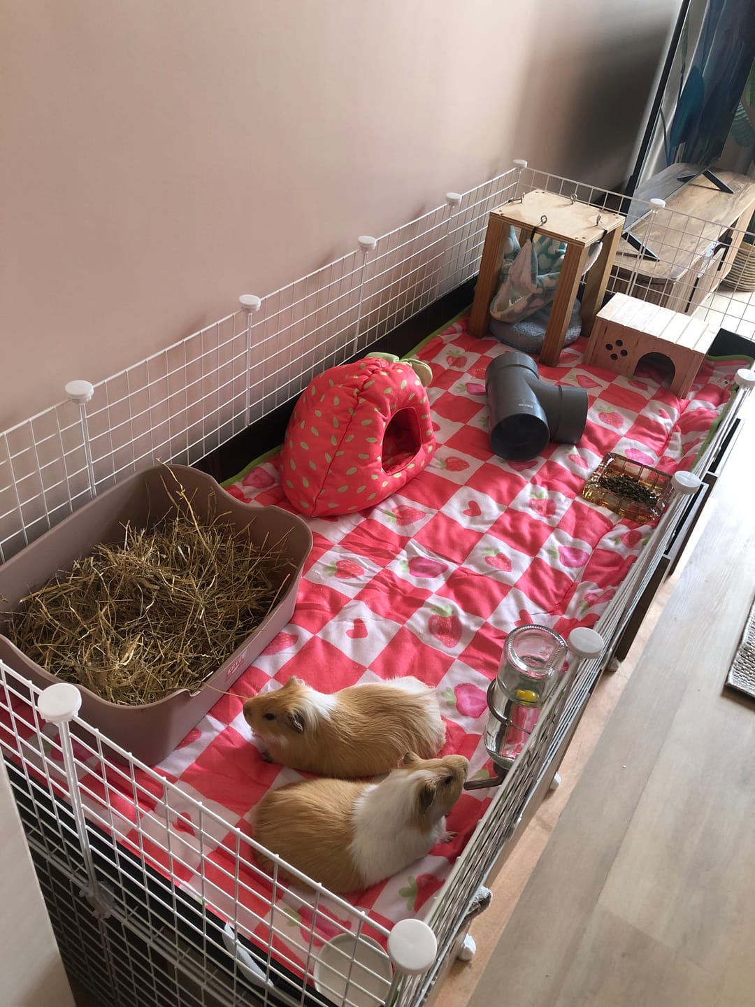 Customer photo review of Plush Fleece Liner for Guinea Pigs | Strawberry