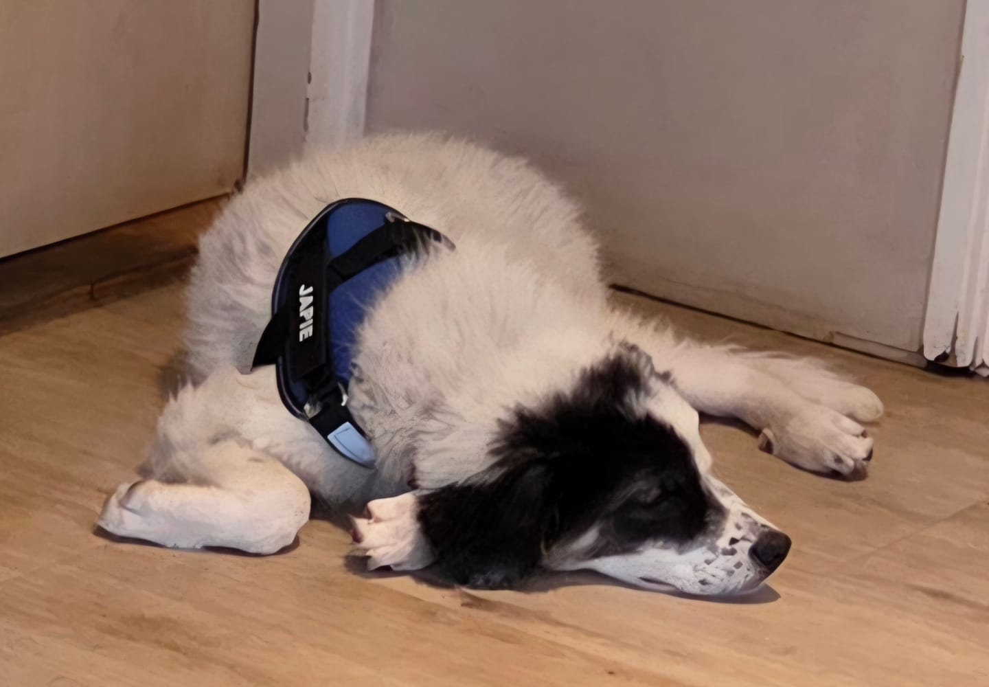 Customer photo review of PawGuard - Gepersonaliseerd Hondentuigje