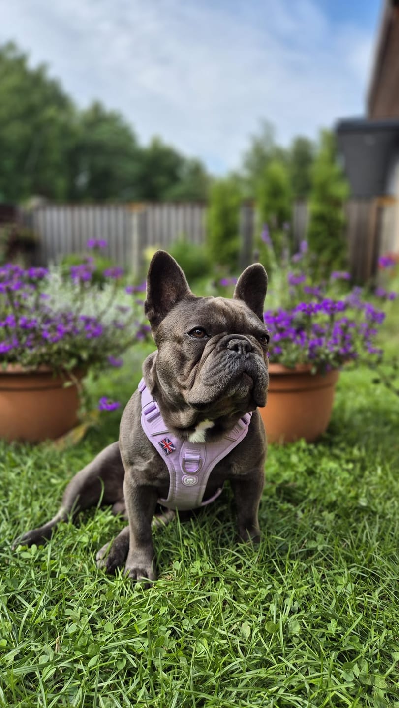 Customer photo review of Anti Pull Hurricane Harness Lighter | With Handle - Lavender X Ube