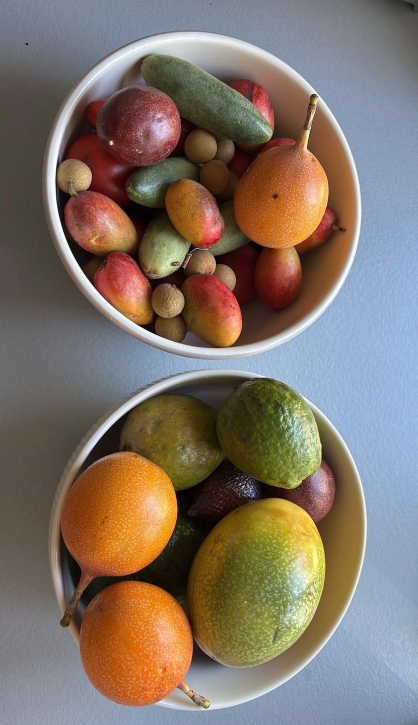 Customer photo review of Trauben Mix mit Kern Bio von Elisa aus Sizilien