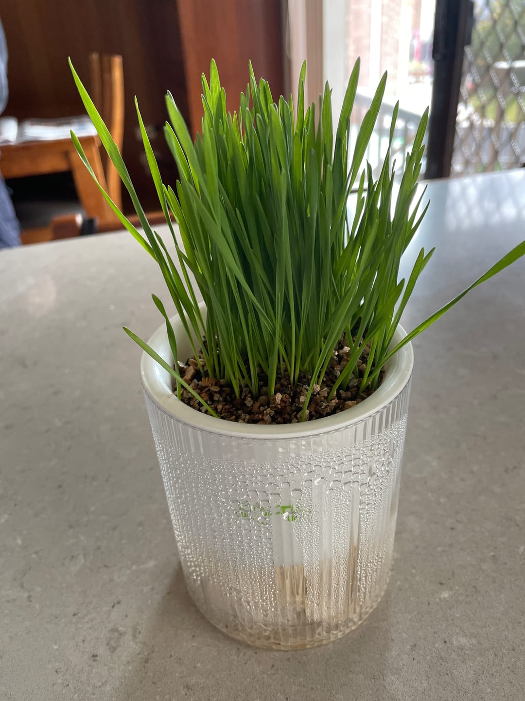 Customer photo review of MICHU All-in-One Soil-Free Cat Grass Grow Kit with Australian Seed and Mulch, Made in Australia