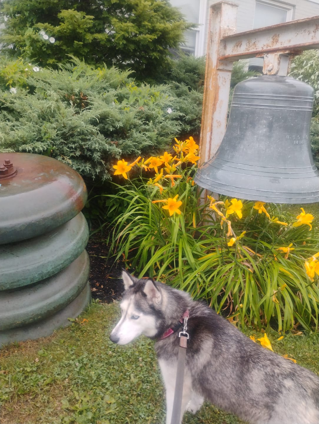 Customer photo review of K9 Soothe