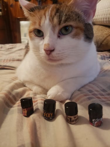 Customer's July 1 Discovery Set containing four sample vials, with a calico cat sitting in the background.