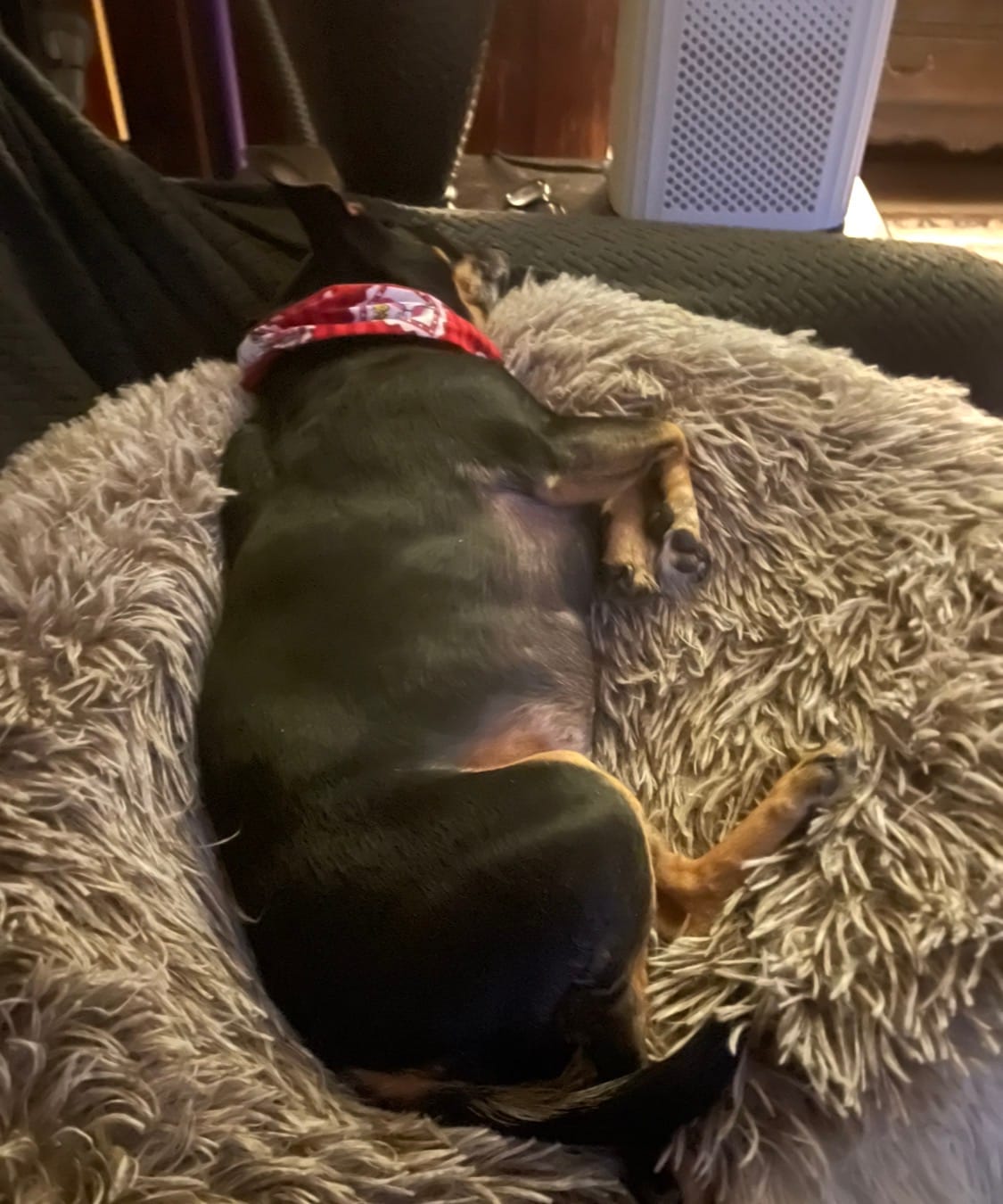 Customer photo review of Bark-Less Bites