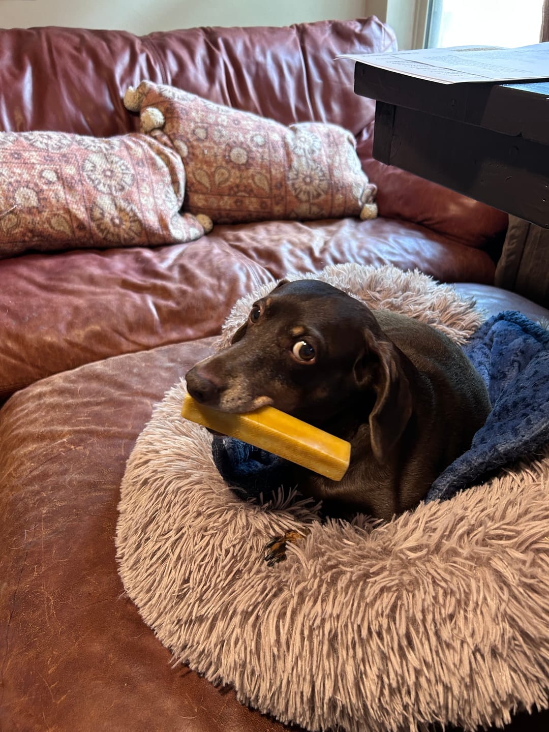 Customer photo review of Himalayan Yak Chews — All Sizes | Small to Giant Dogs