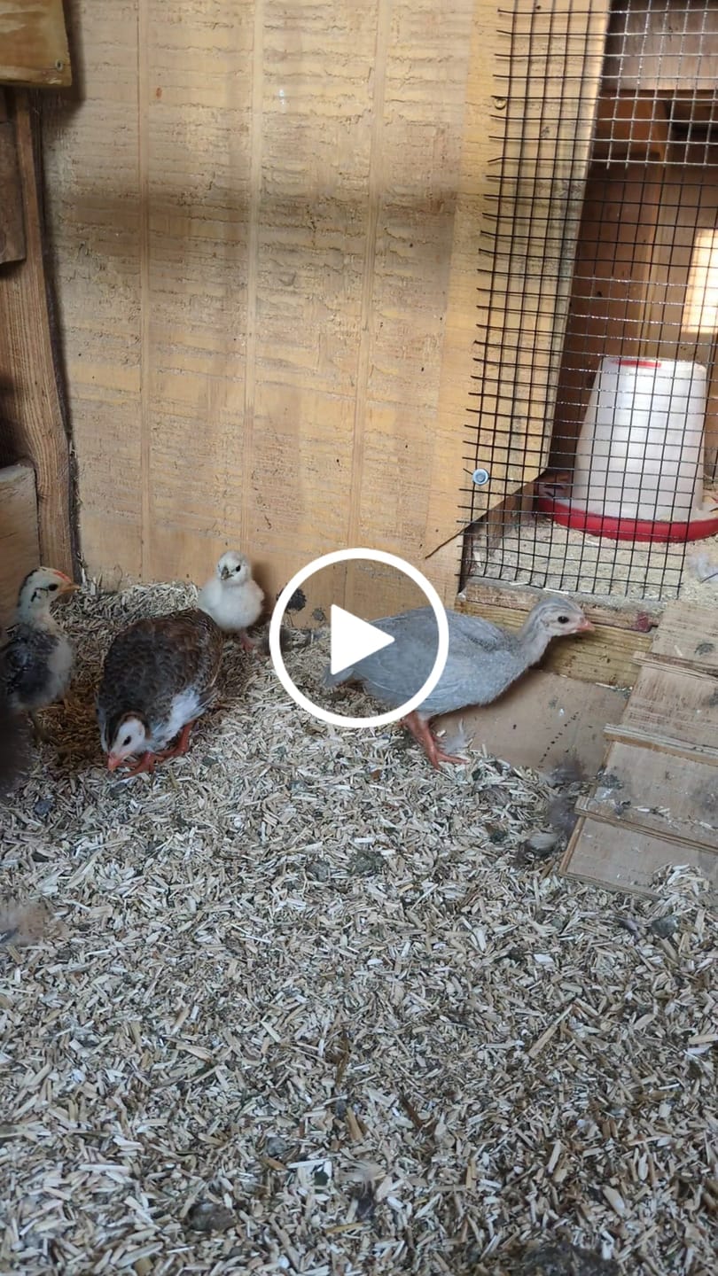 Customer video review of Nesting Herbs - Control Odors & Keep Coops Mite & Lice-Free