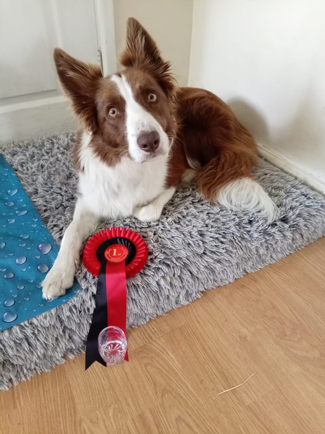 Customer photo review of Green Lipped Mussel Powder For Dogs