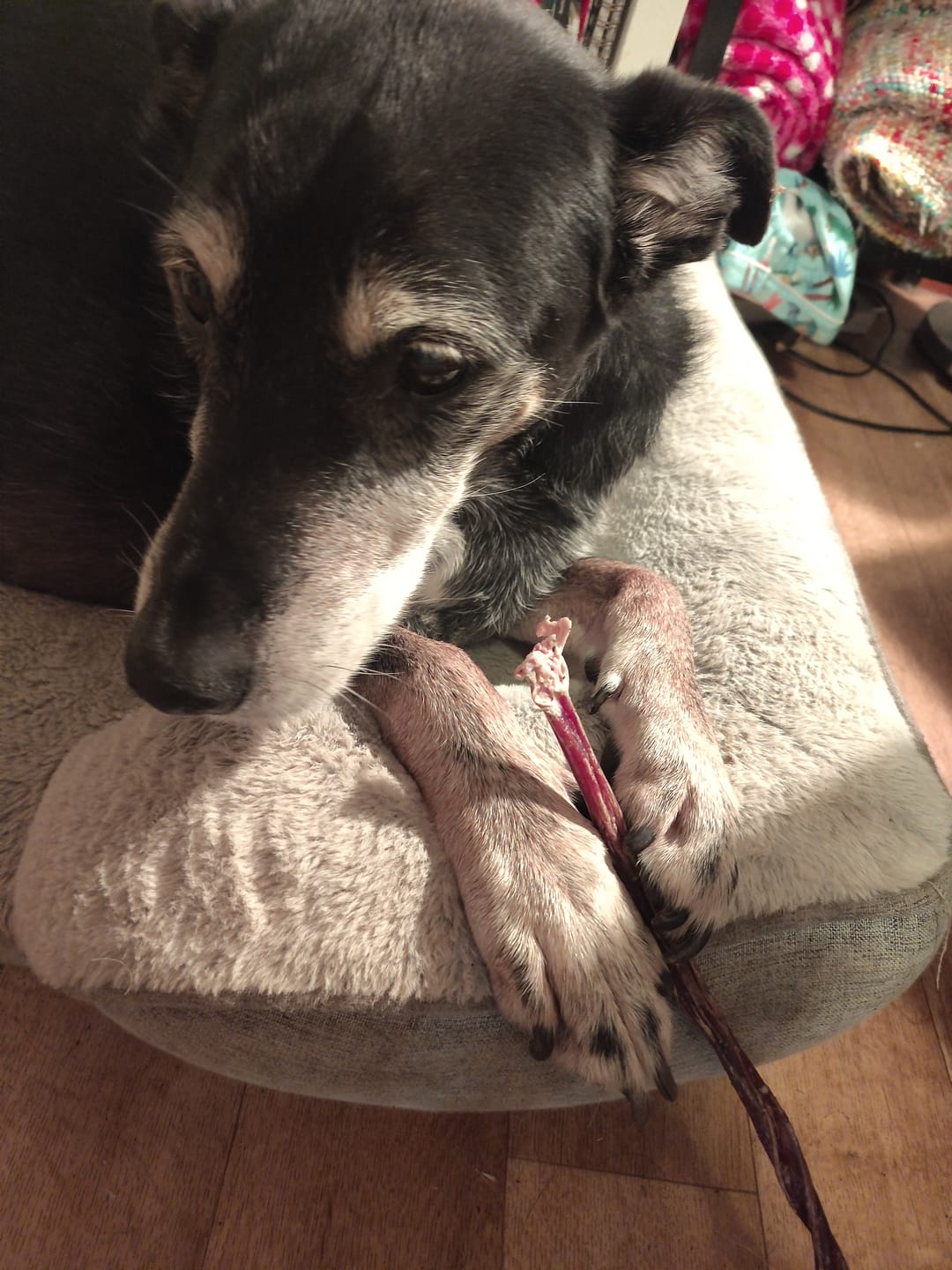 Customer photo review of Pizzle Stix (1kg pack)