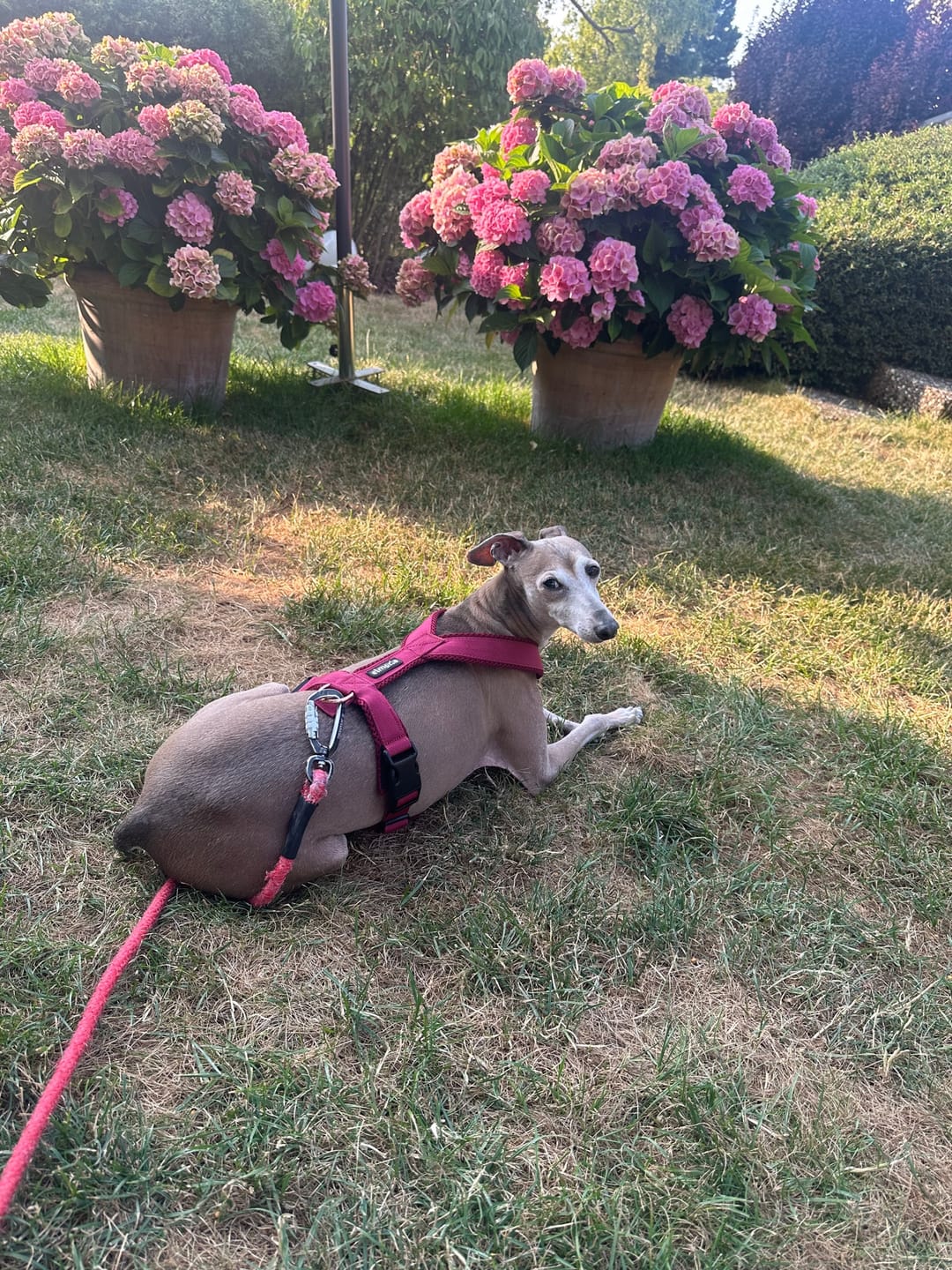 Customer photo review of Windhundgeschirr FUN "Bordeaux"