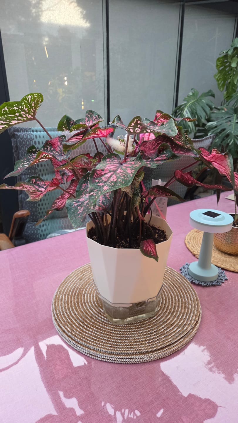 Customer photo review of Hex Self-Watering Plant Pots