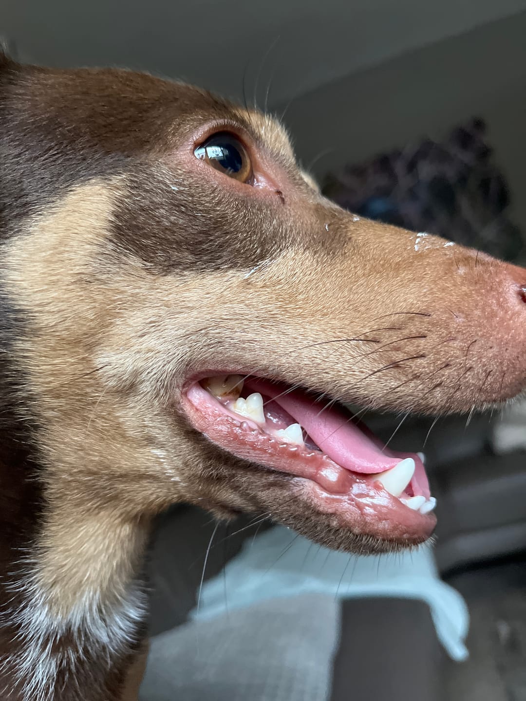 Customer photo review of Beemzy Tandpoeder voor Honden