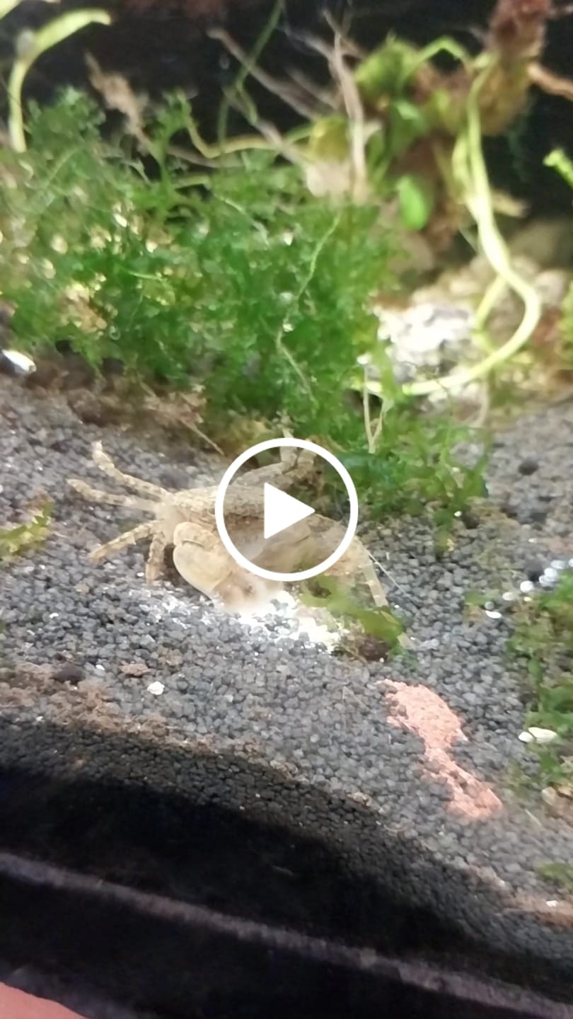 Customer video review of Freshwater Pom Pom Crab (Ptychognathus barbatus)