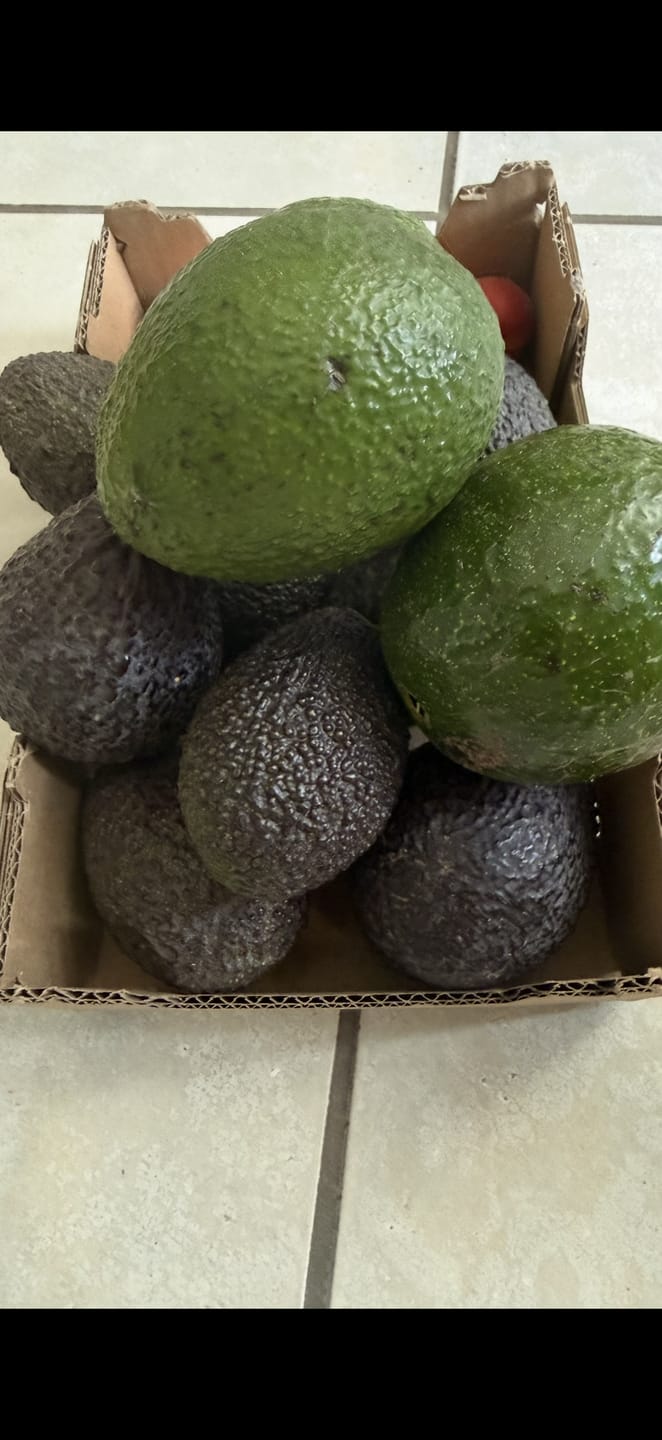 Customer photo review of Avocado Hass & Lamb Hass 15 Monate baumgereift von Julian