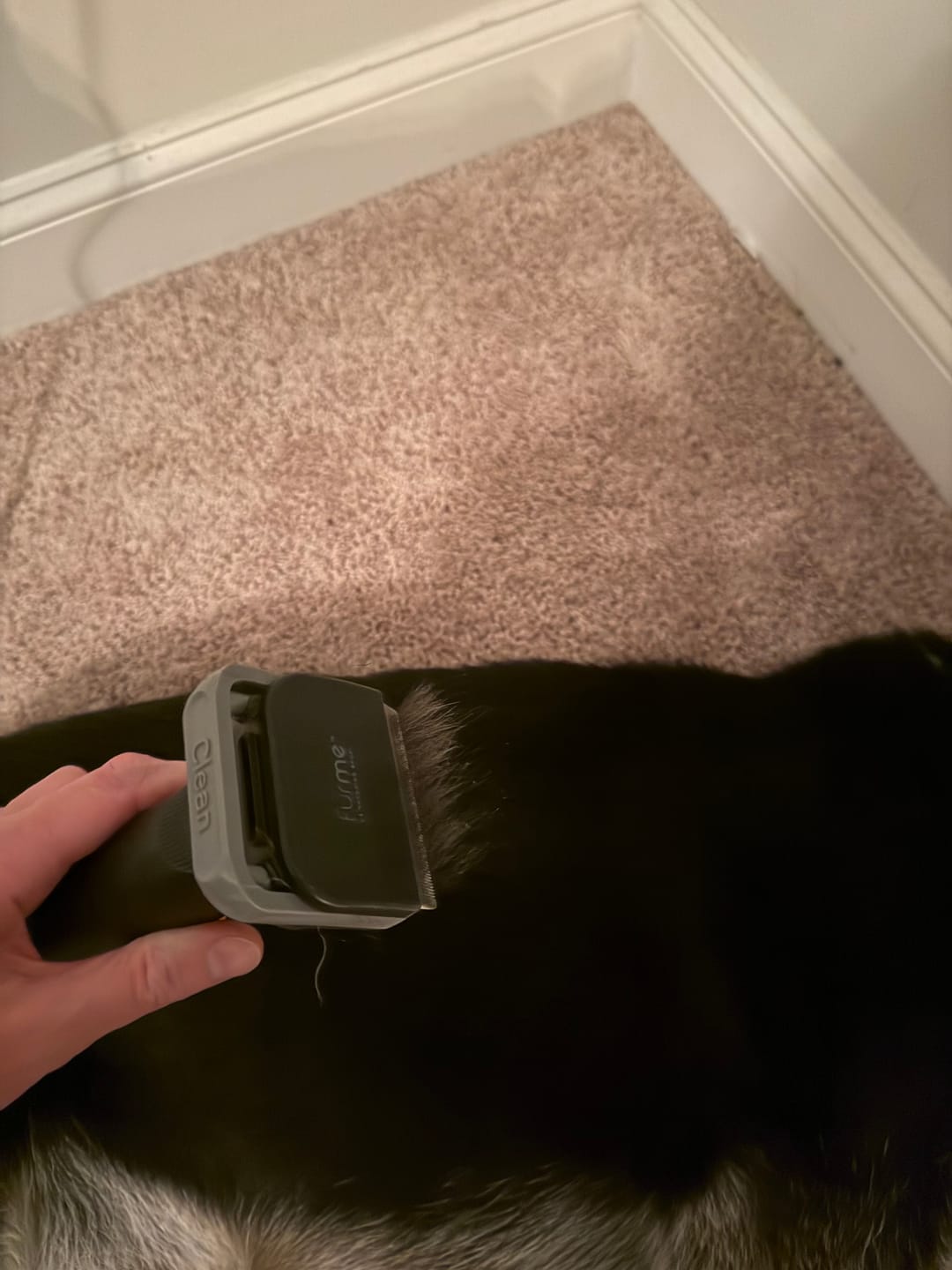 Customer photo review of Professional PLUS Pet Grooming Vacuum Kit