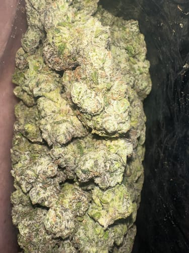Boutique Exotics  Coffin Candy - Großgebinde - Hybrid photo review