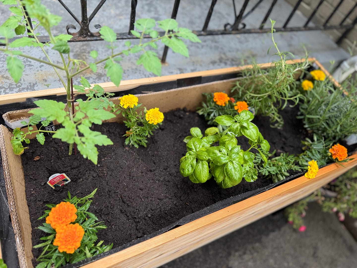 Customer photo review of 18" x 48" Raised Garden Bed - 30" TALL - Select Grade