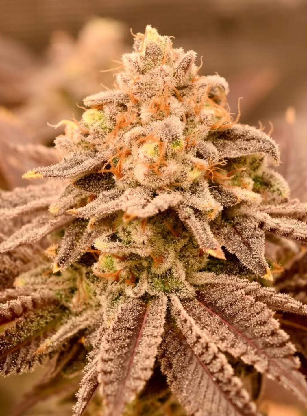 Customer photo review of Sweet Tooth Seed Bundle - 4 Strains - 48 Feminized Seeds